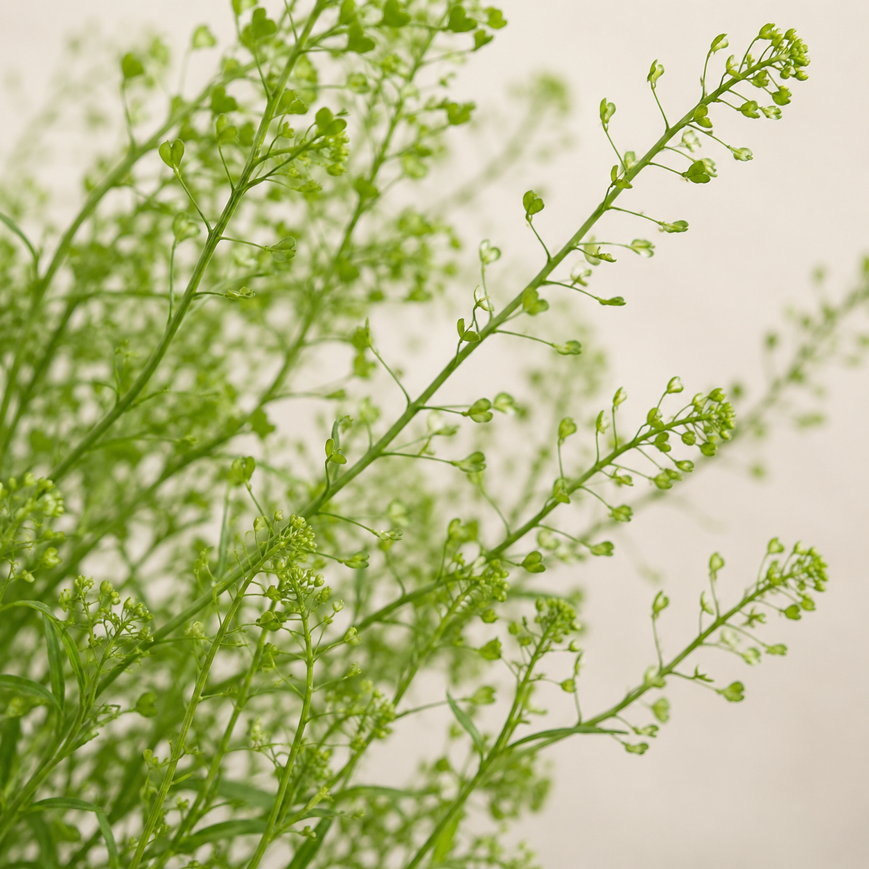 Thlaspi Green Bell | Wholesale Flowers