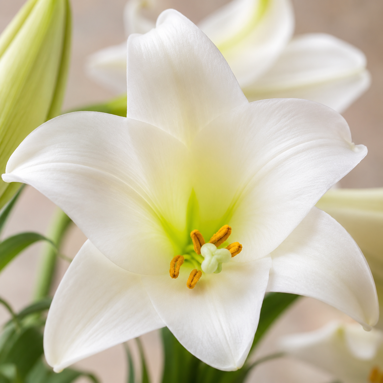 Lily Longiforum | Wholesale Fresh Flowers