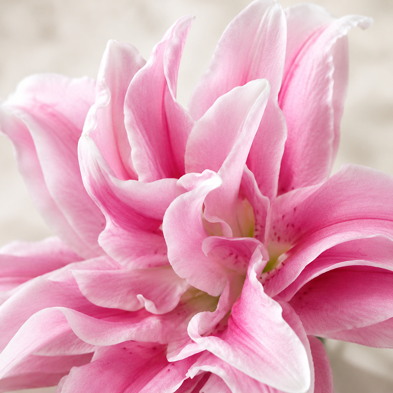 Double Petal Lily | Wholesale Flowers