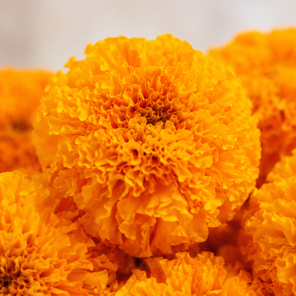 Orange Marigold | Praying Flowers