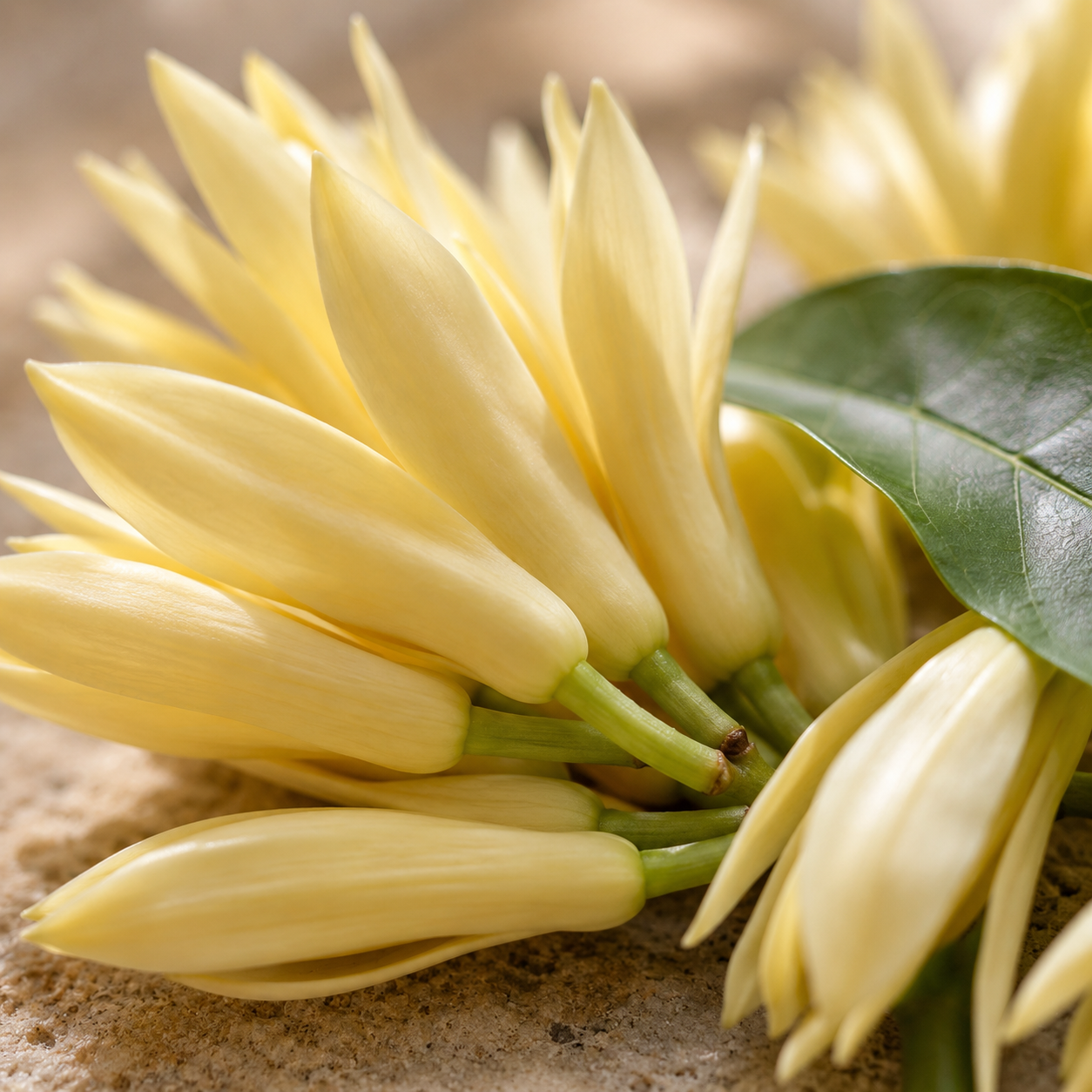 White Champaca | Praying Flowers
