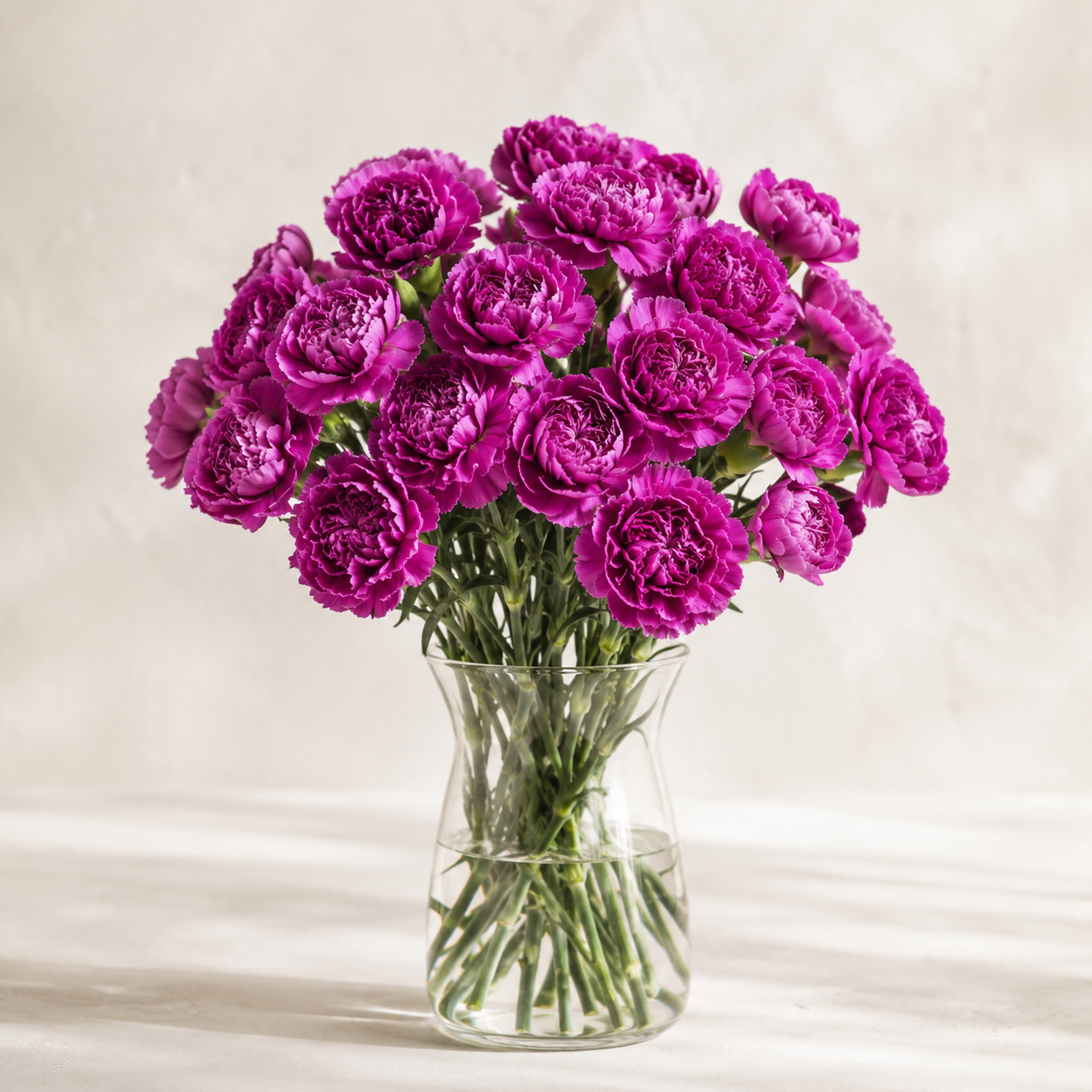 Carnation Purple | Wholesale Flowers