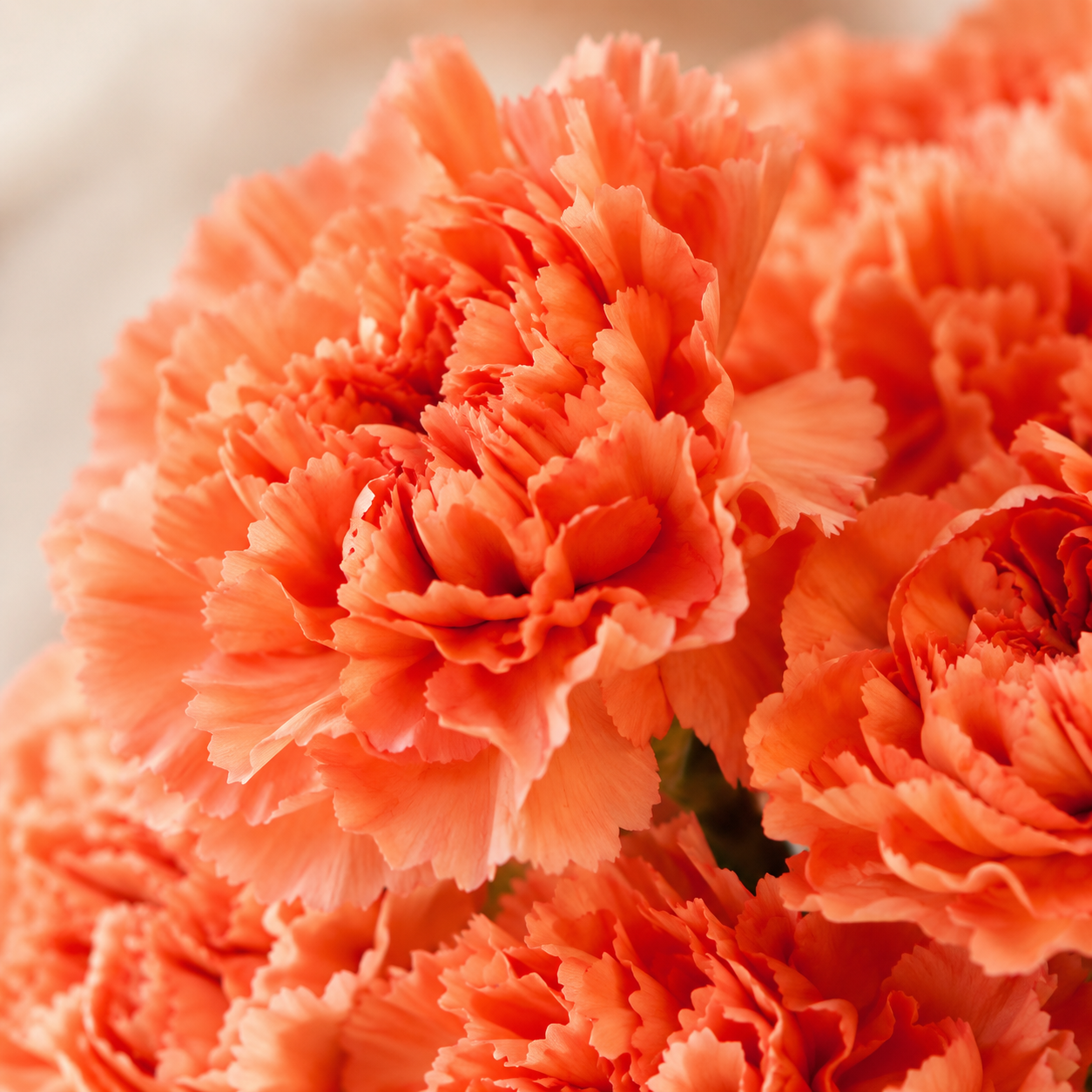 Carnation Orange | Wholesale Fresh Flowers