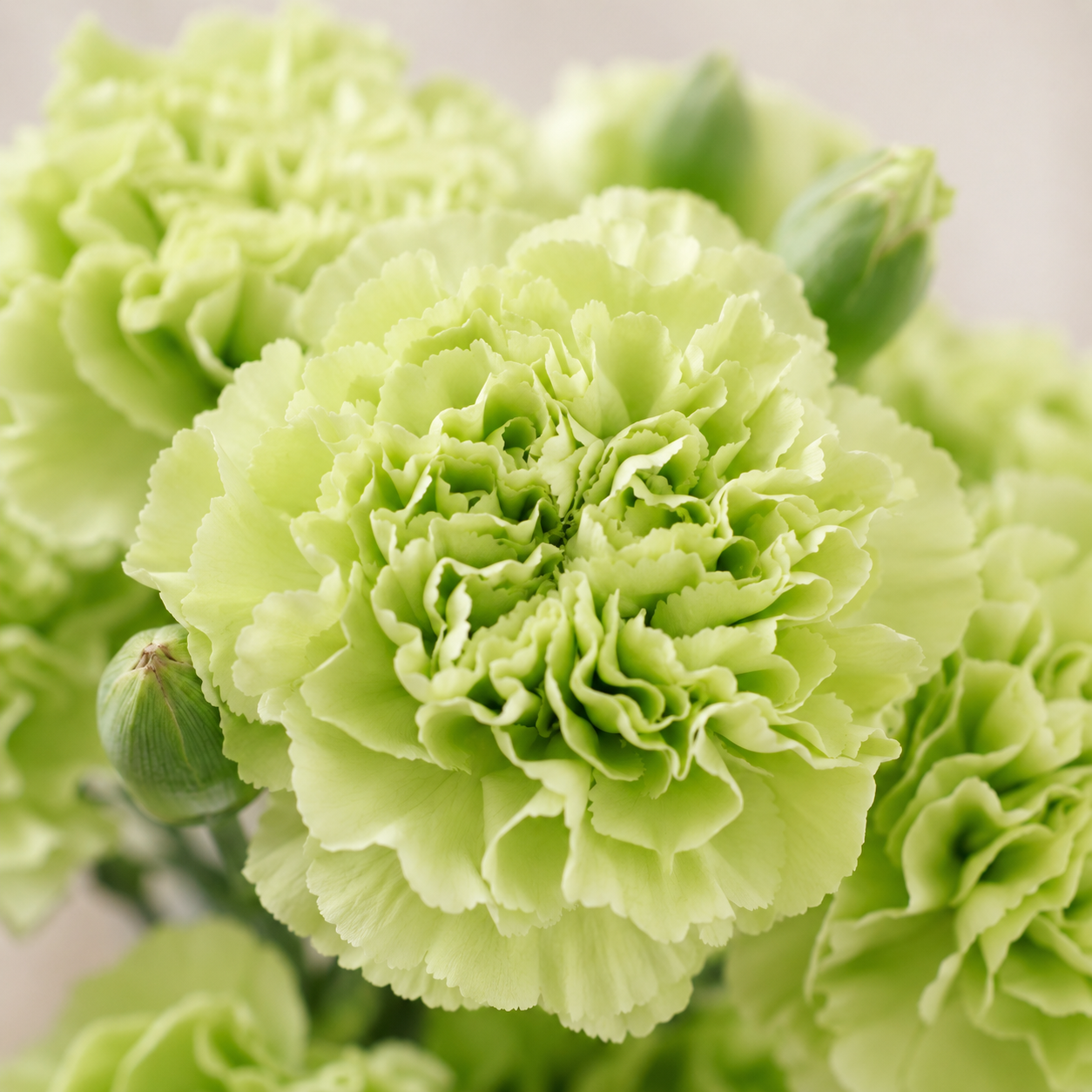 Carnation Green | Wholesale Fresh Flowers