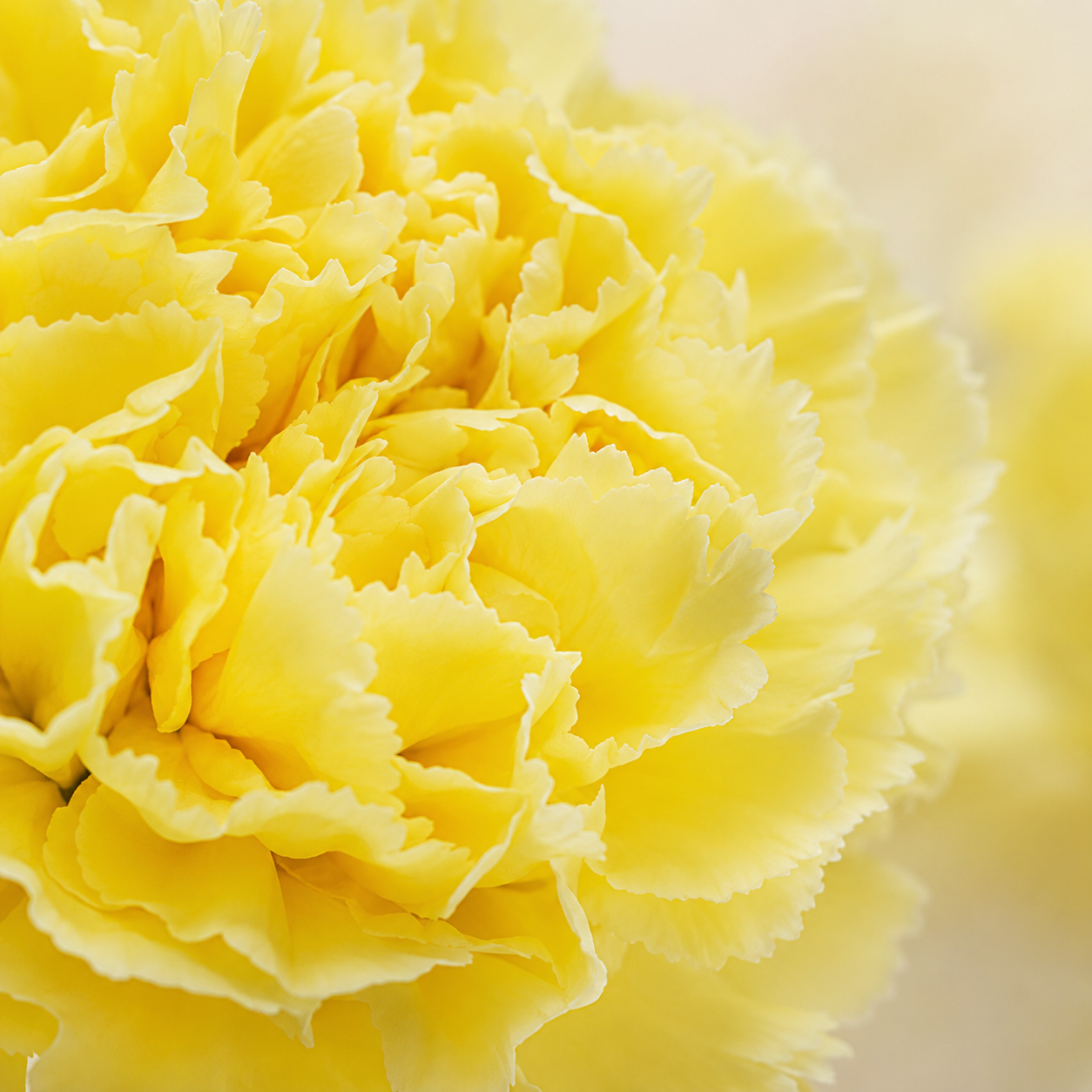 Carnation Yellow | Wholesale Flowers