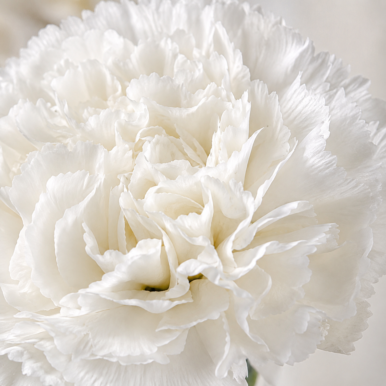 Carnation White | Wholesale Fresh Flowers