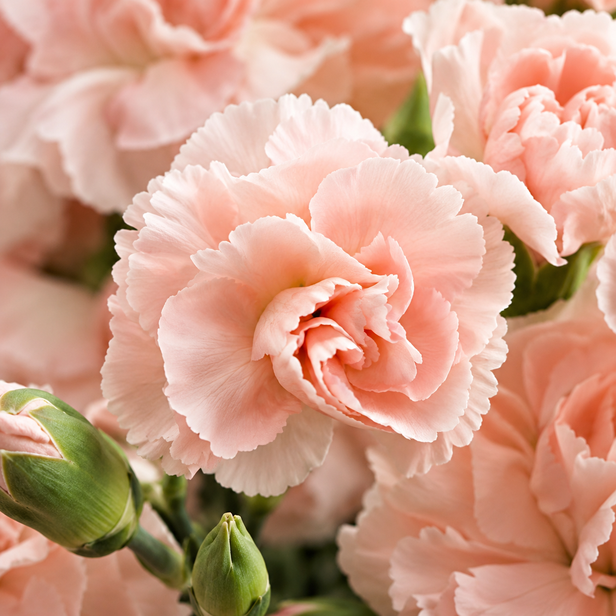 Carnation Spray Peach | Wholesale Flowers