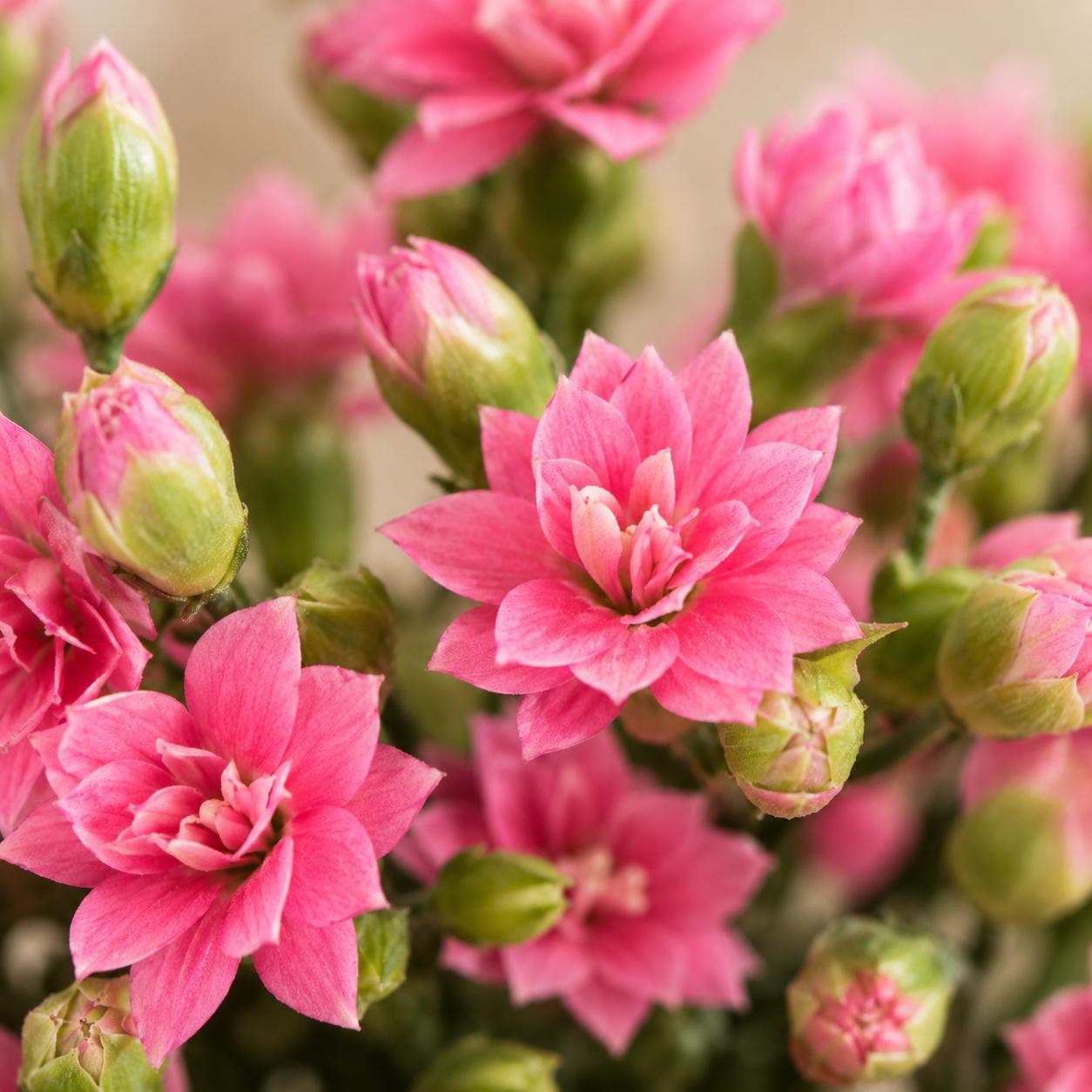Carnation Spray | Wholesale Flowers