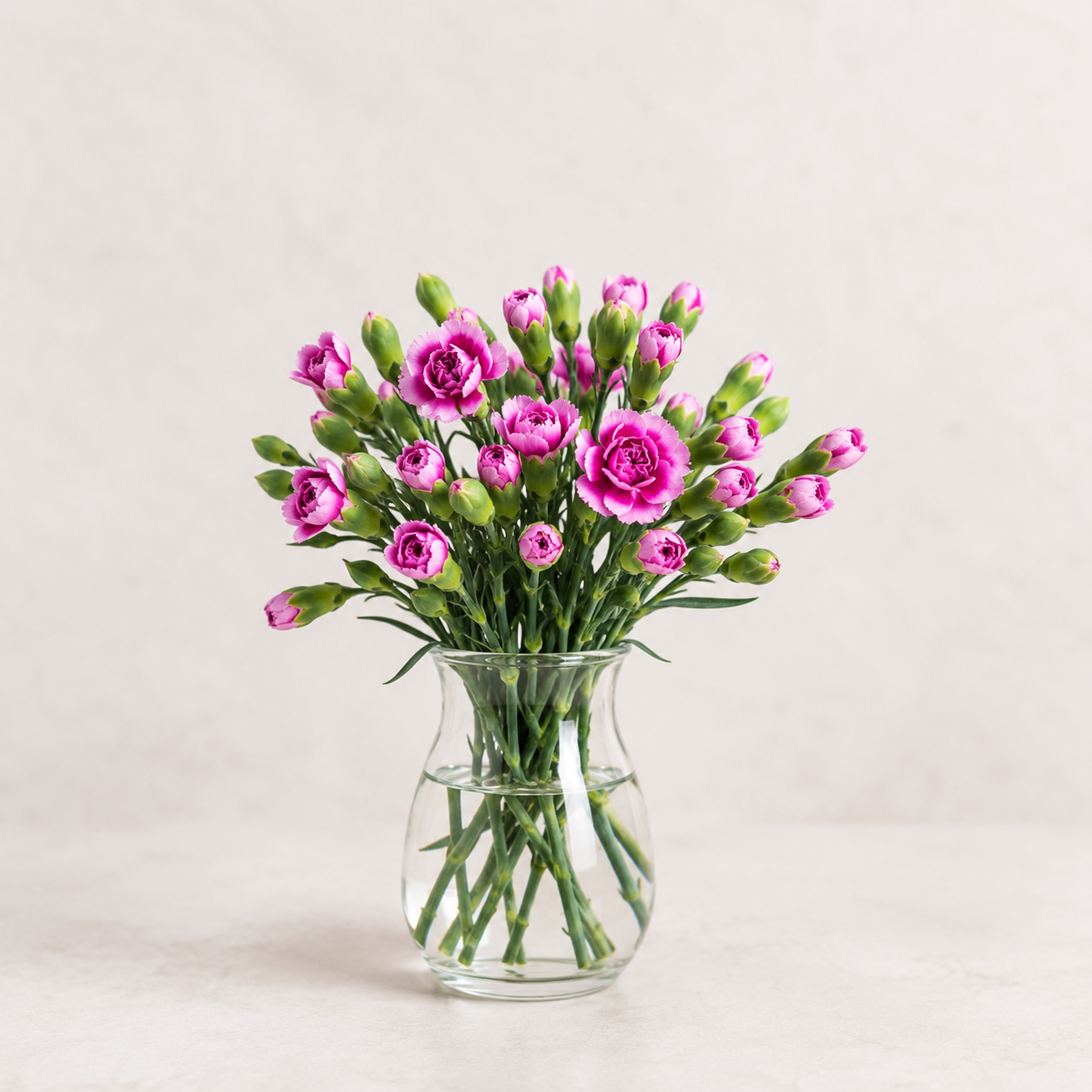 Carnation Spray Two Tone Purple | Wholesale Fresh Flowers
