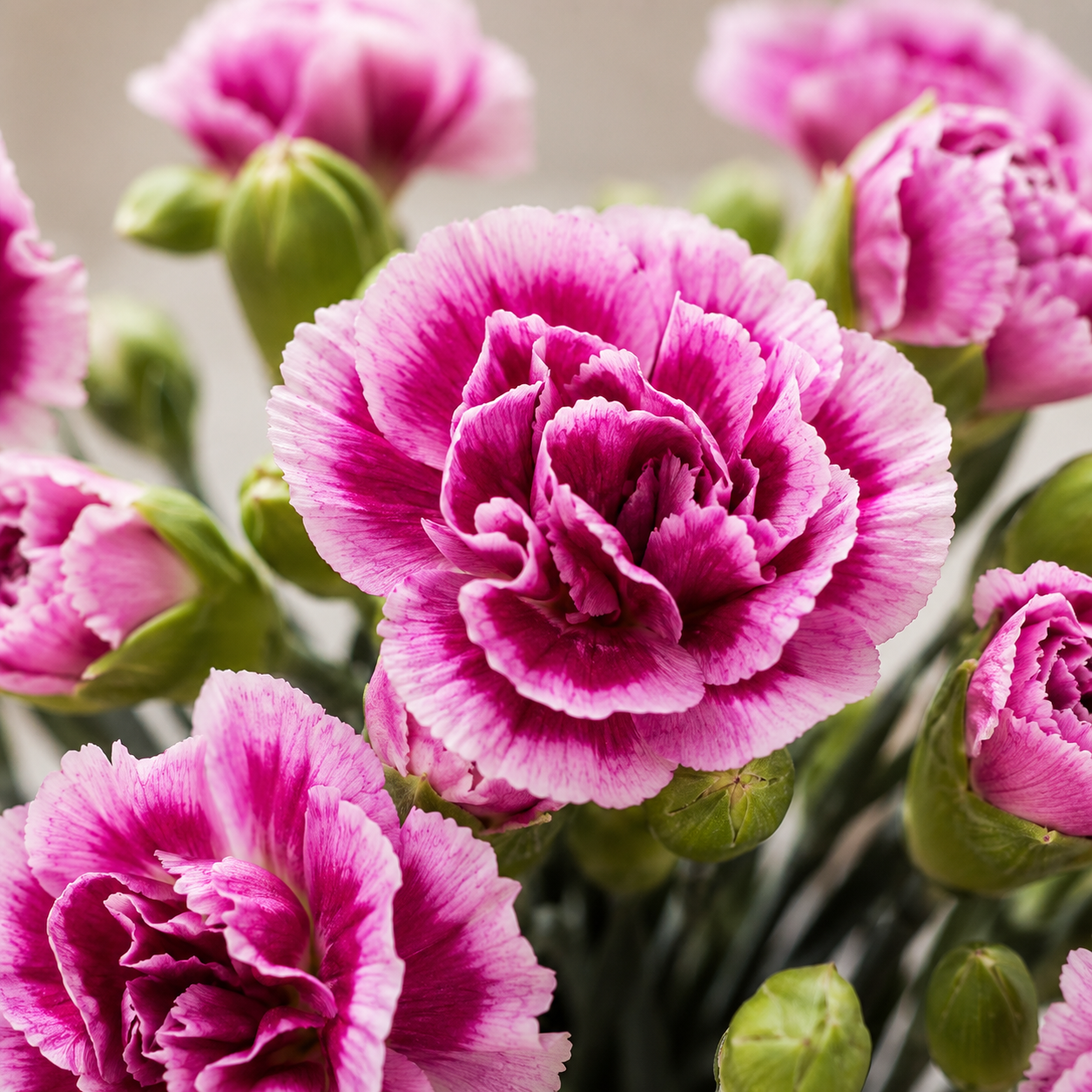 Carnation Spray | Wholesale Flowers
