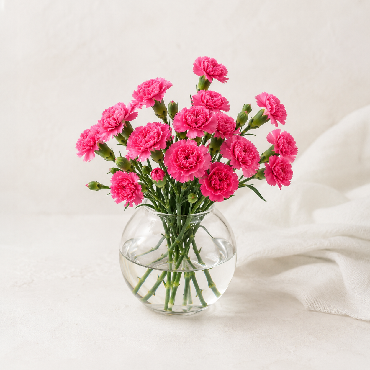 Carnation Shocking Pink | Wholesale Flowers
