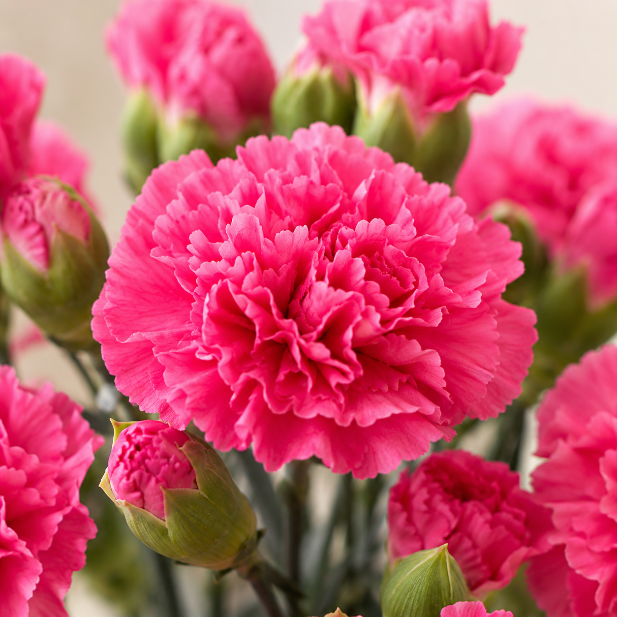 Carnation Shocking Pink | Wholesale Flowers