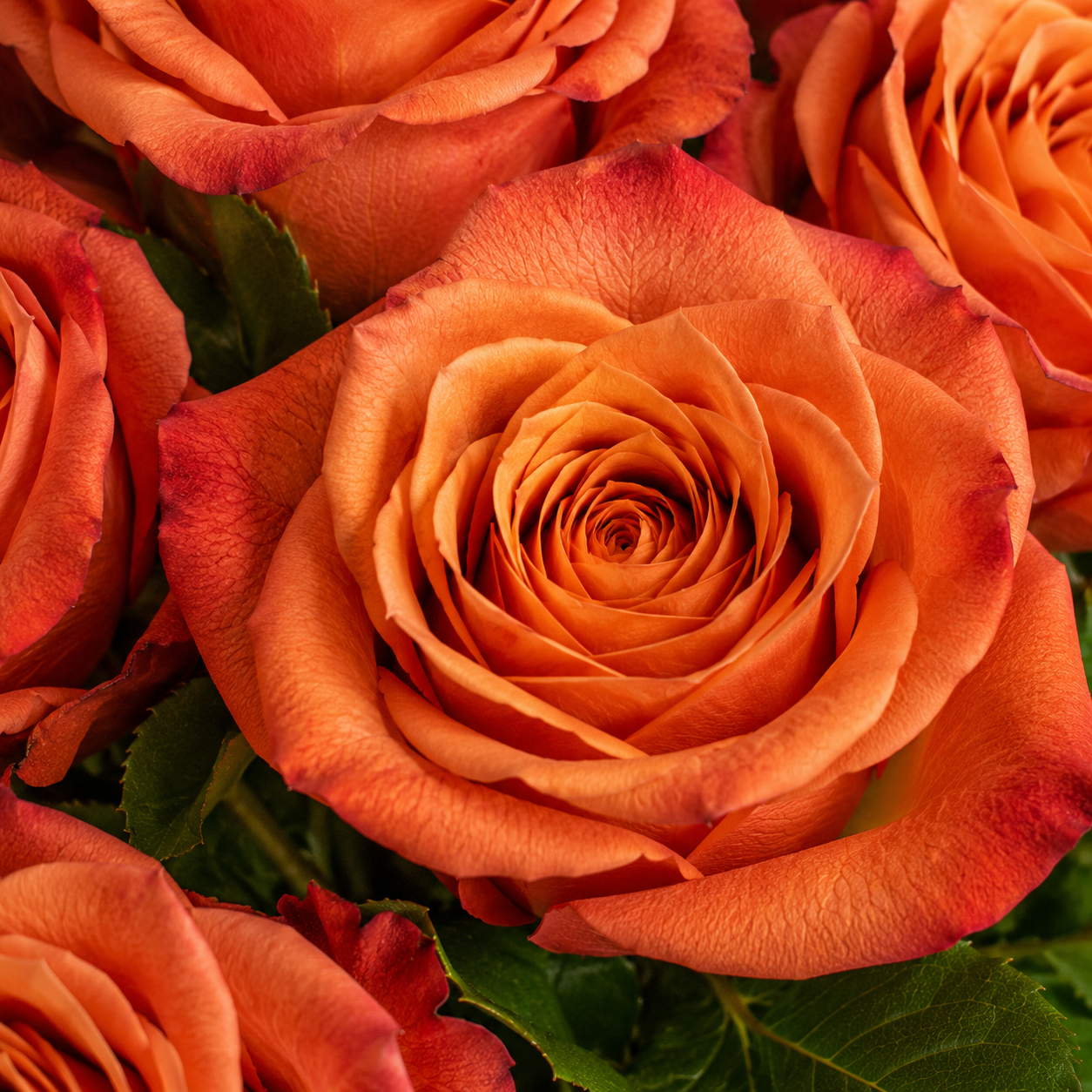 Coffee Time Rose