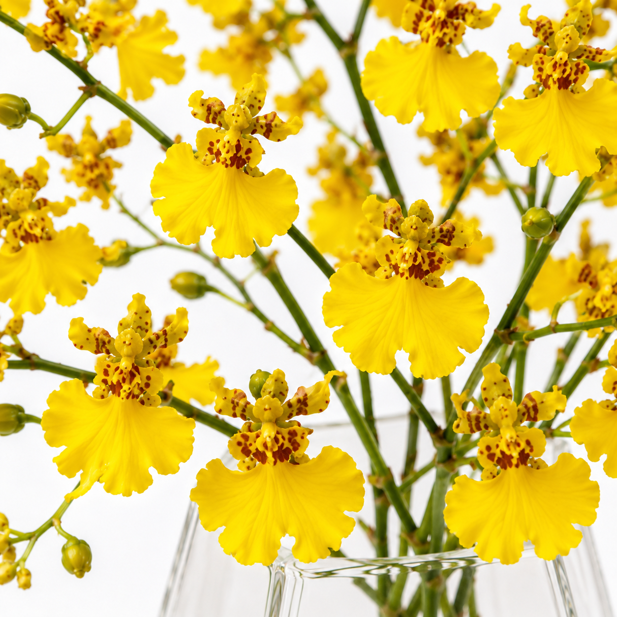 Oncidium Yellow