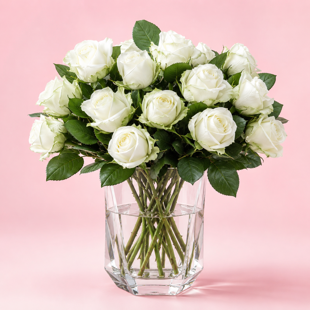 White Tineke Roses