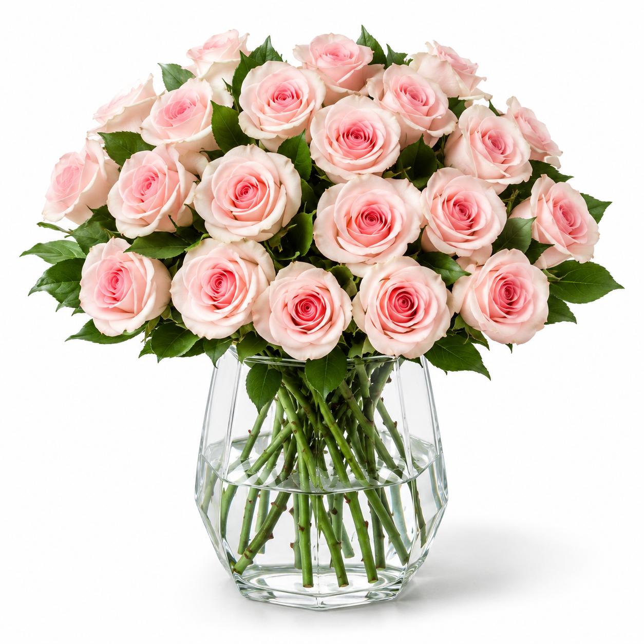 Dewy Pink Rose