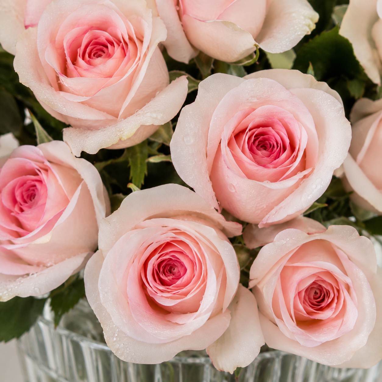 Dewy Pink Rose