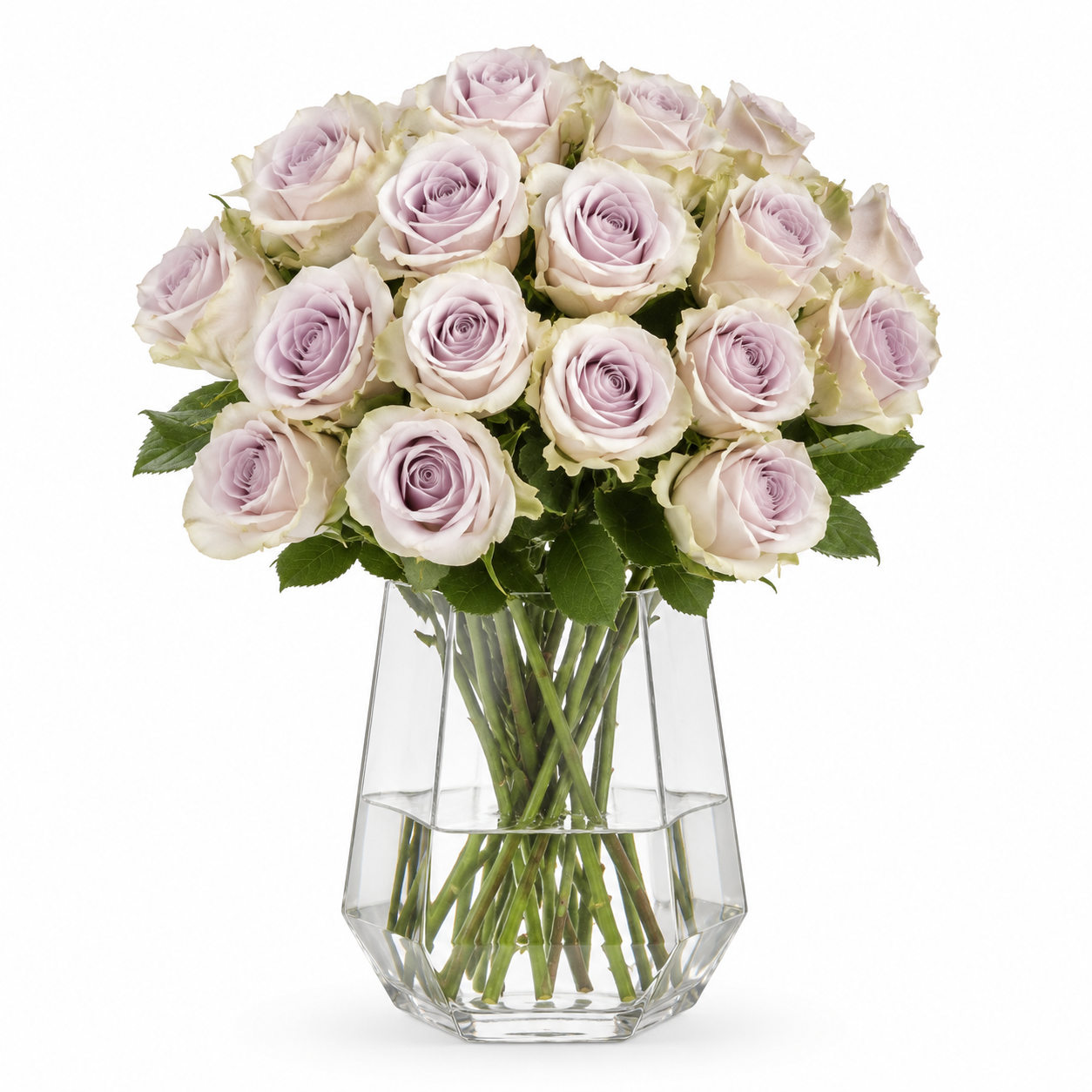Light Purple Yam Rose