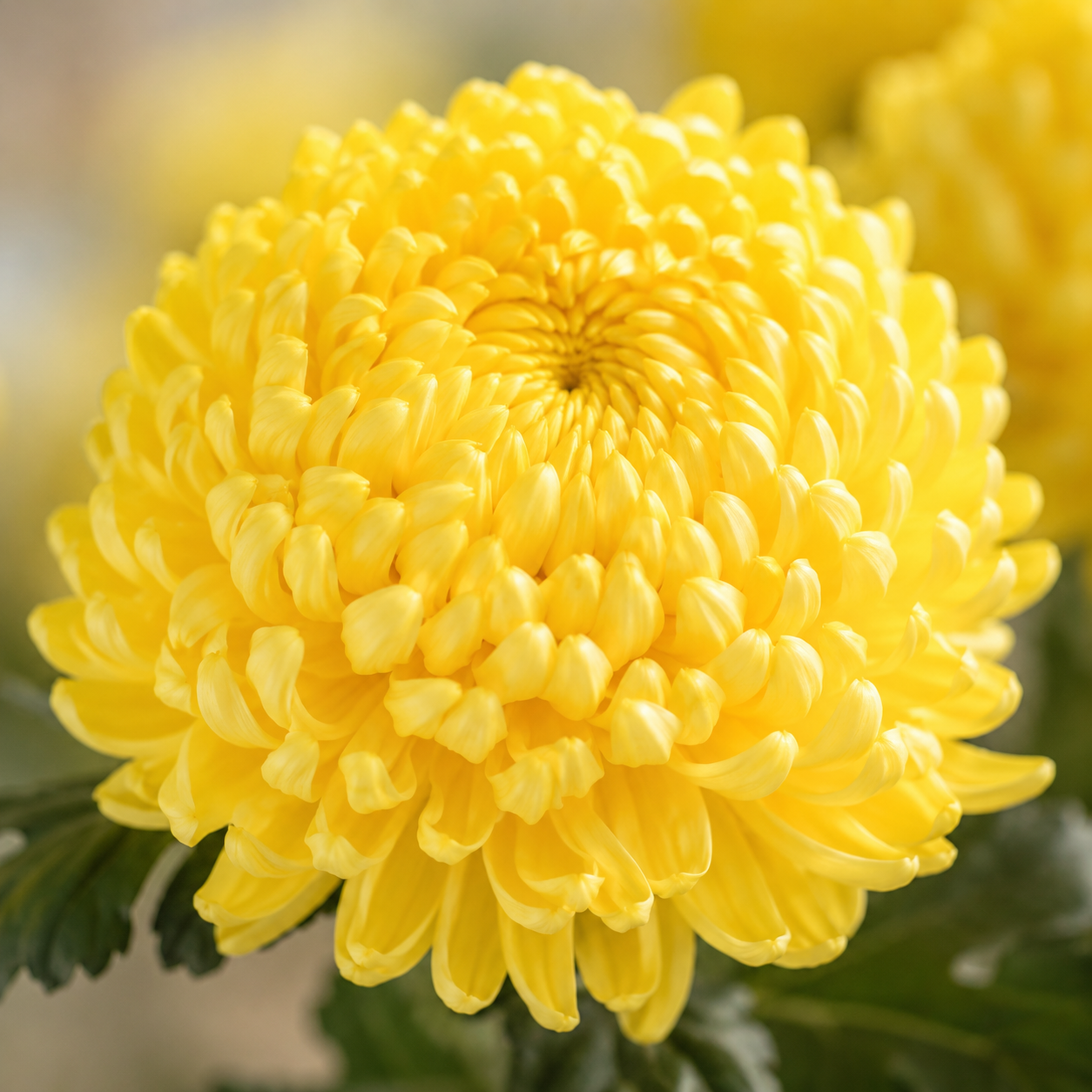 Chrysanthemum Sunlight | Wholesale Flowers