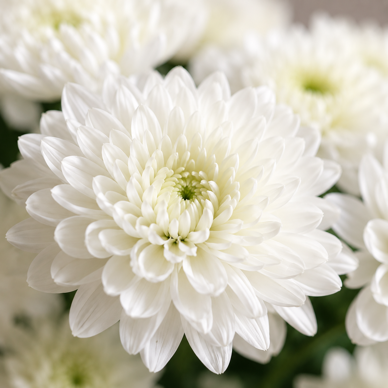 Chrysanthemum Spray | Wholesale Fresh Flowers