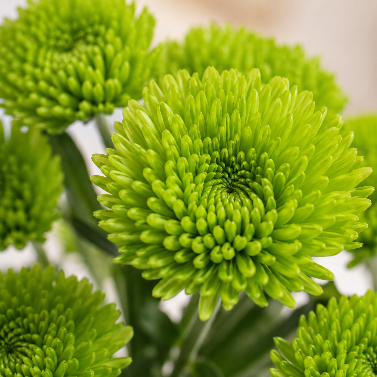 Chrysanthemum Spray | Wholesale Fresh Flowers