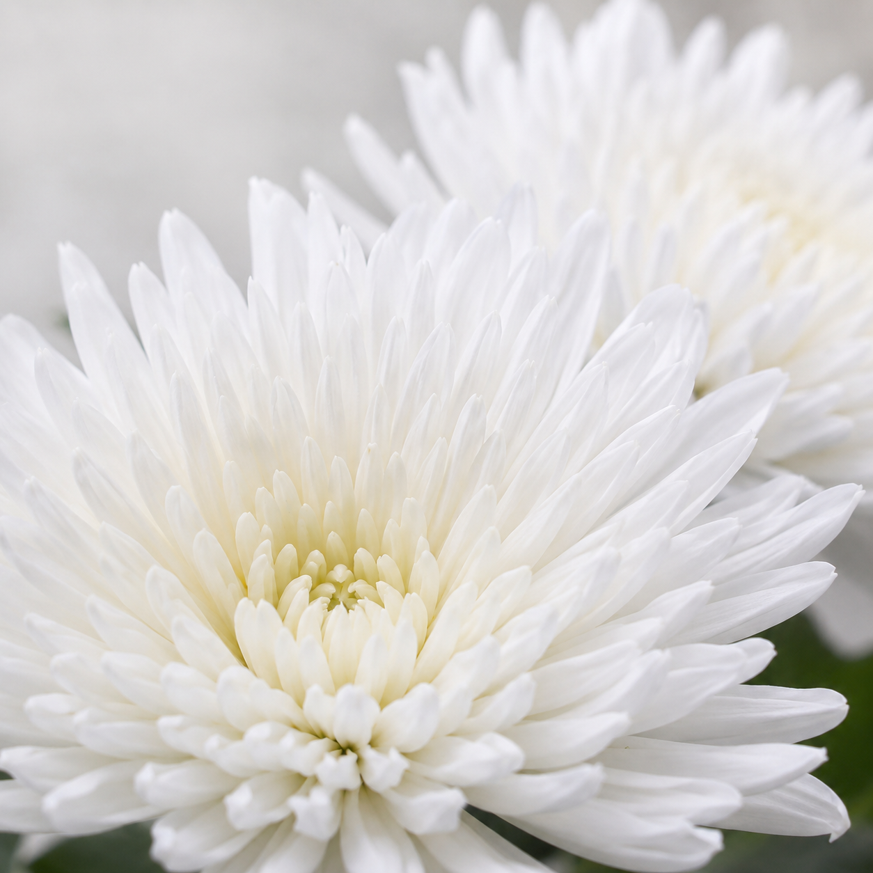 Anastasia | Wholesale Flowers