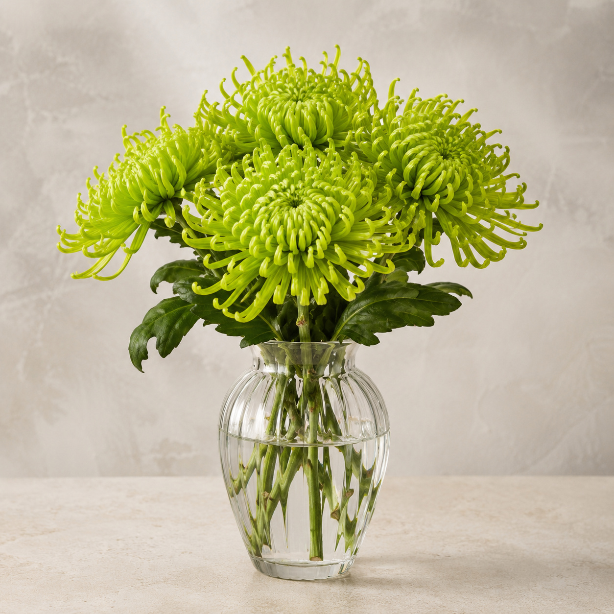 Anastasia | Wholesale Flowers