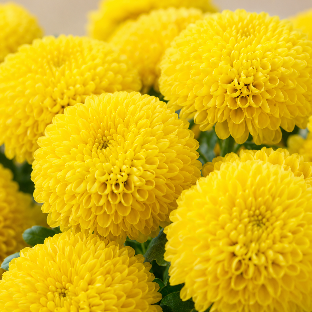 Ping Pong Chrysanthemum | Wholesale Fresh Flowers