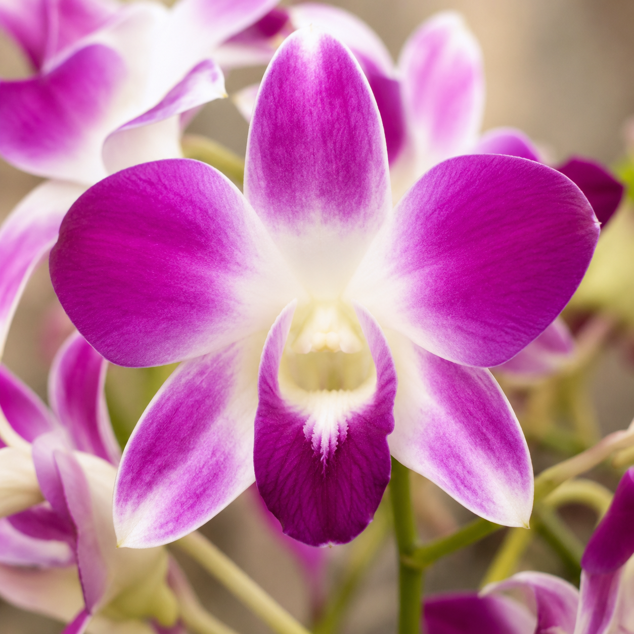 Dendrobium Orchid