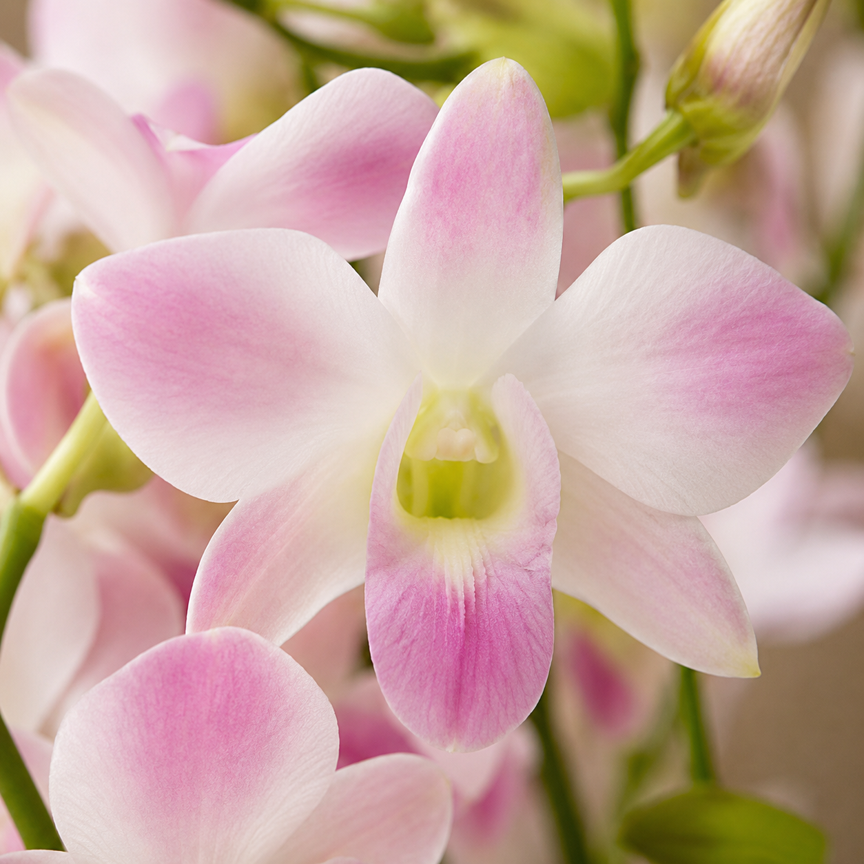 Dendrobium Orchid