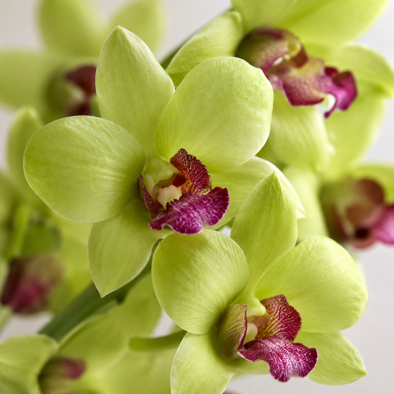Dendrobium Orchid