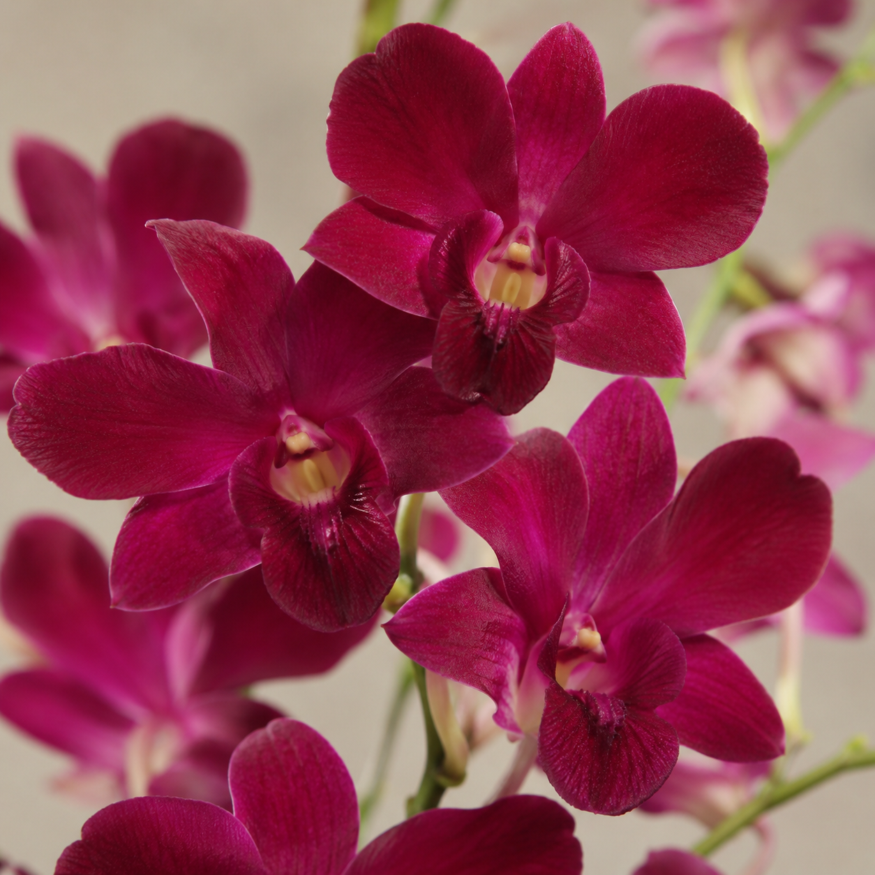 Dendrobium Orchid