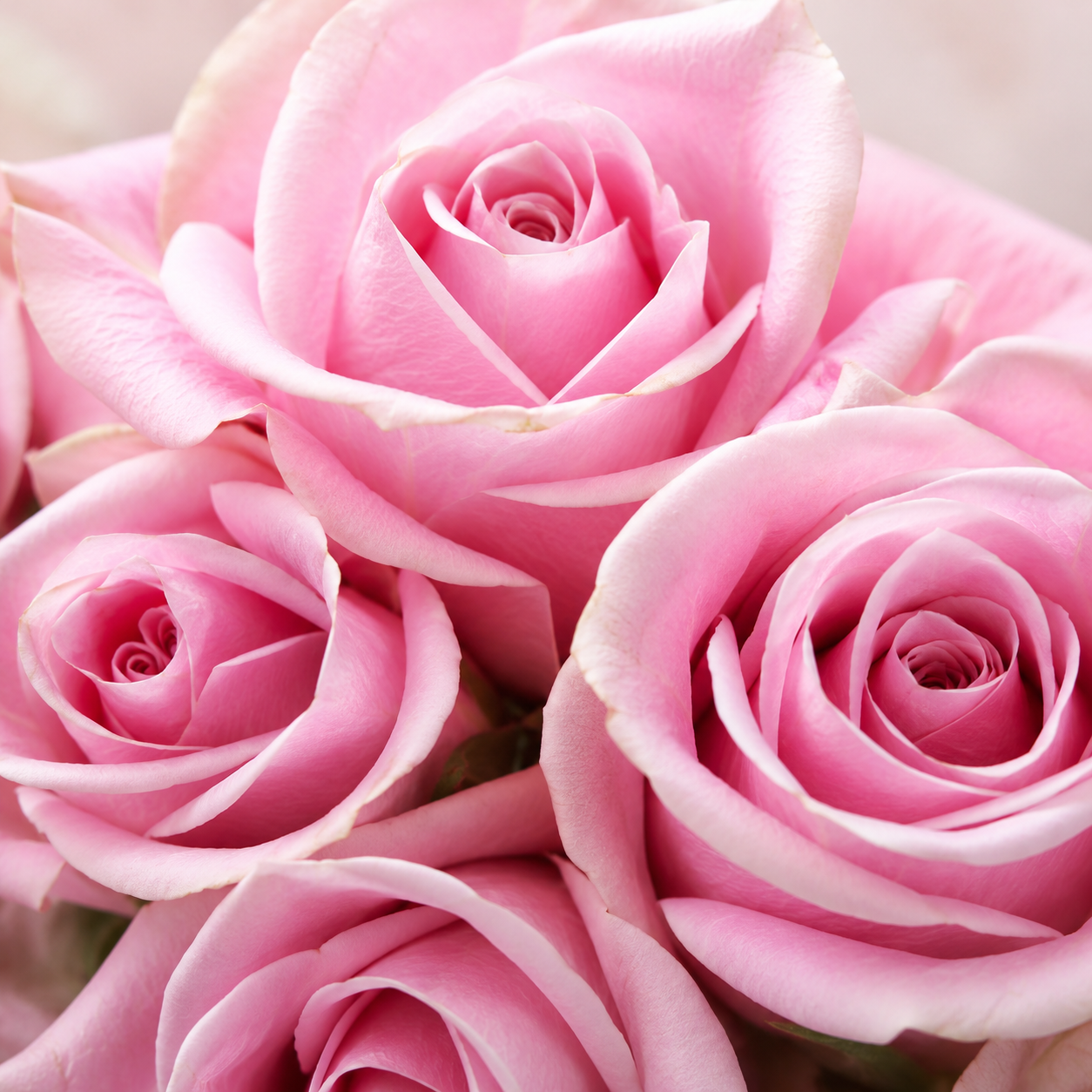 Pink Mariya Rose