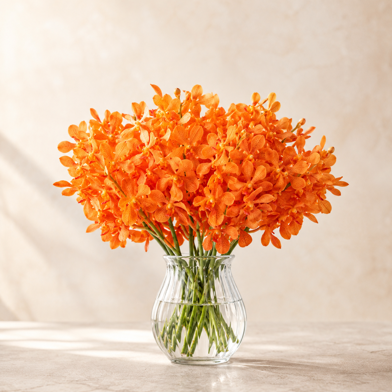 Mokara Orchid