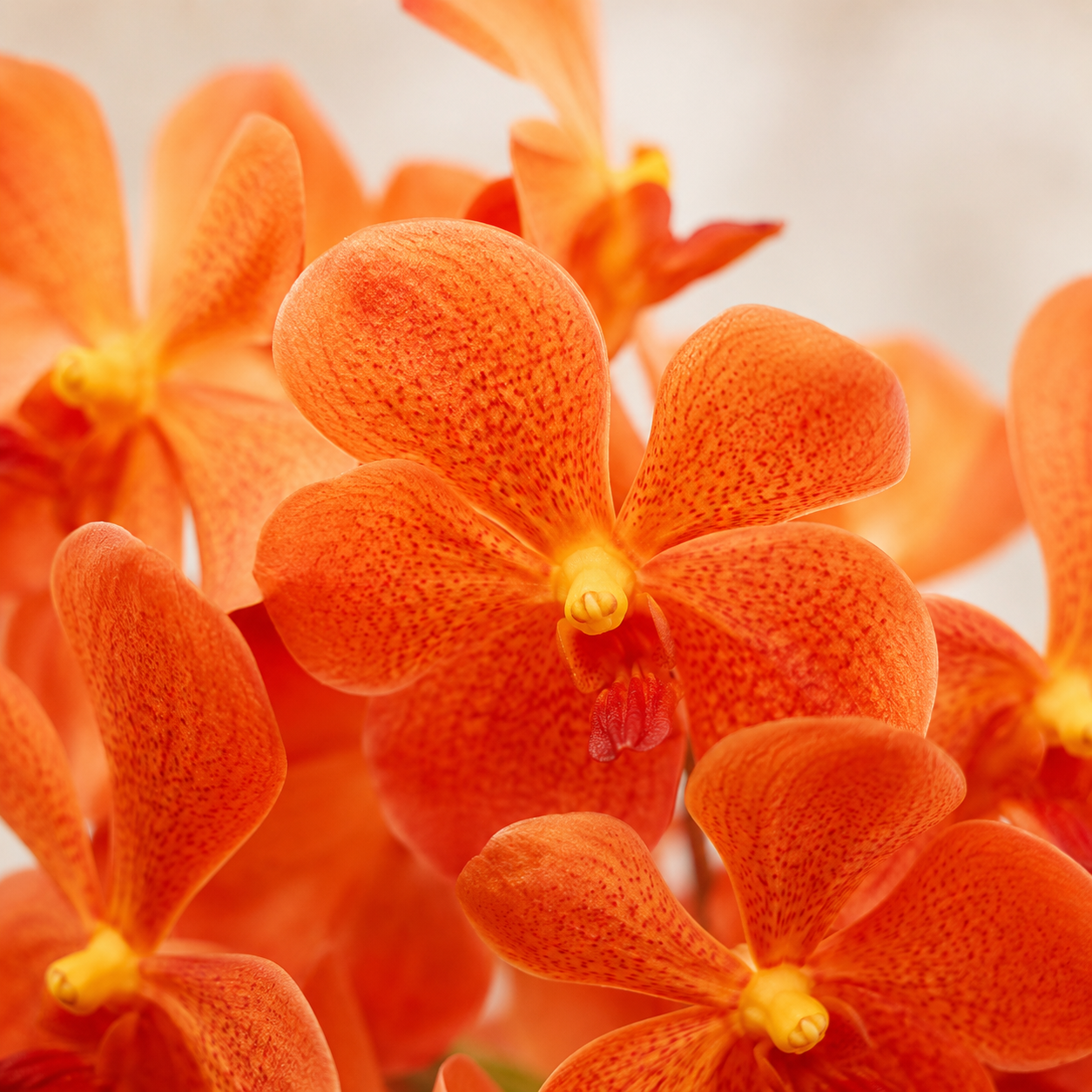 Mokara Orchid