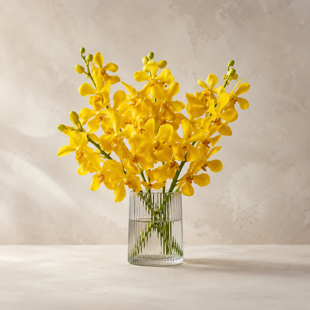Mokara Orchid