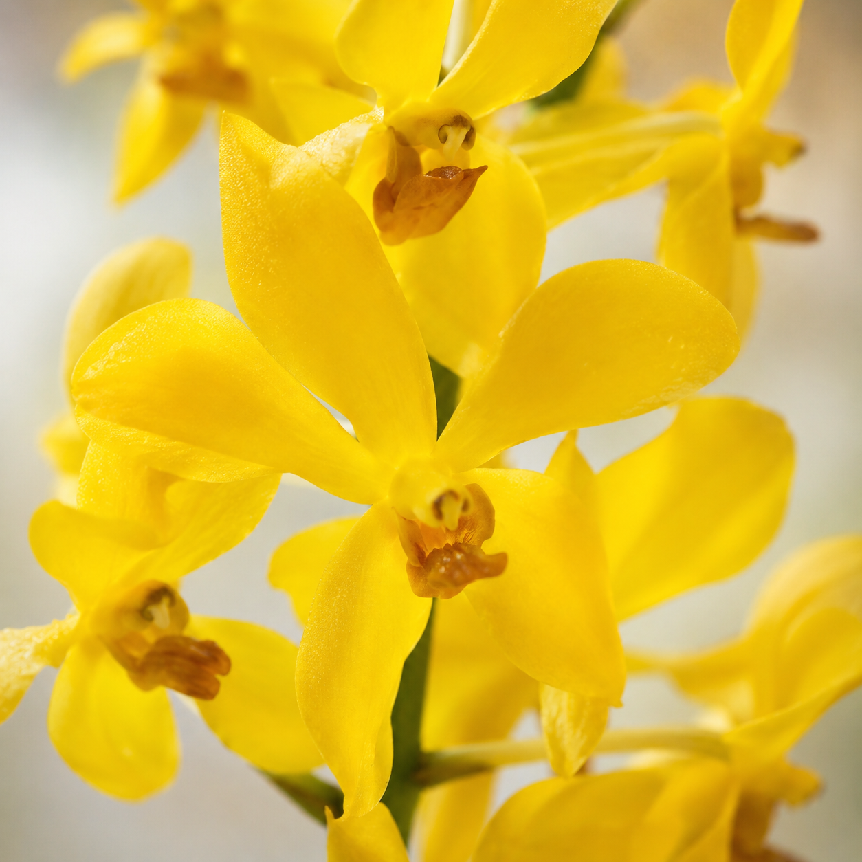 Mokara Orchid