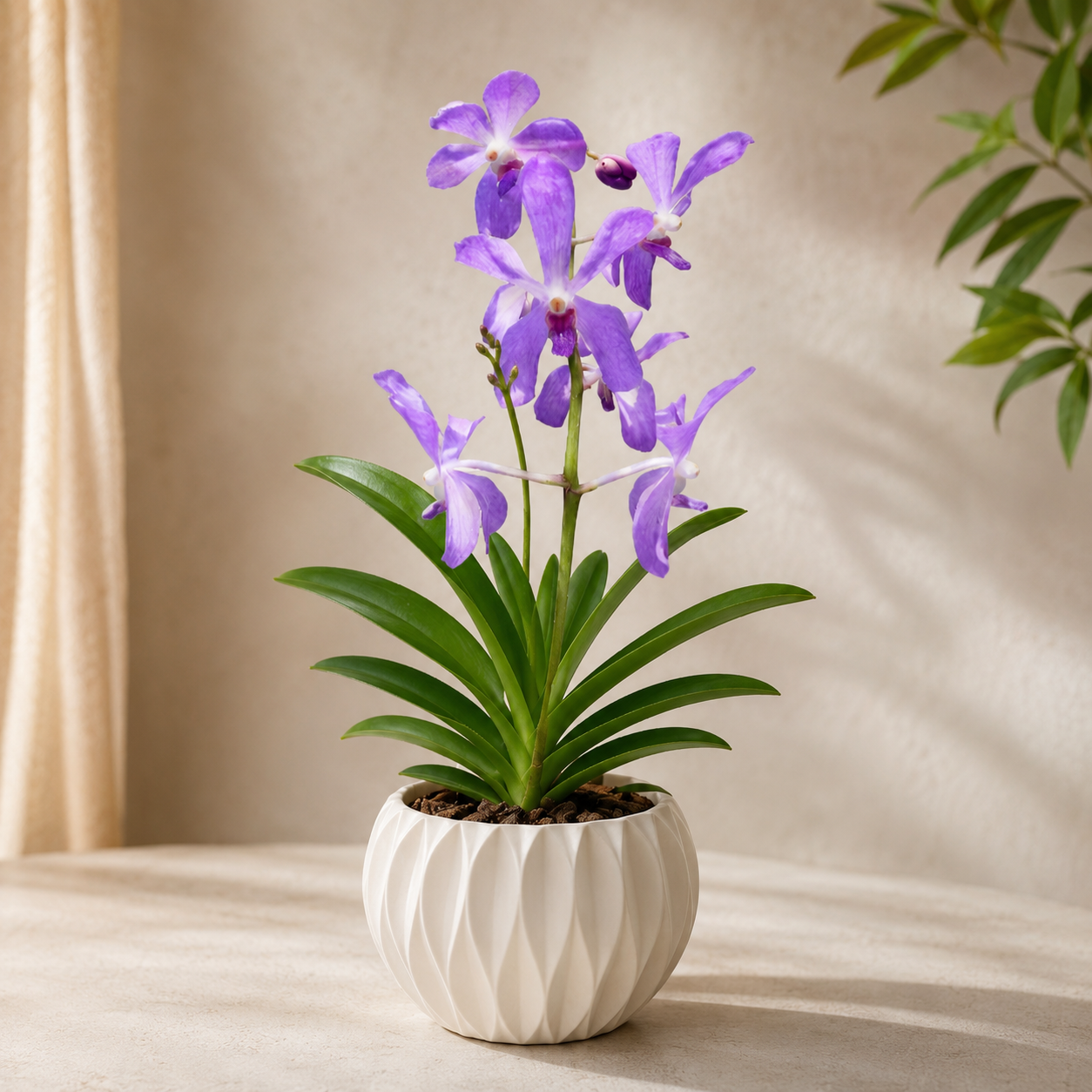 Mokara Orchid Potted | Plant