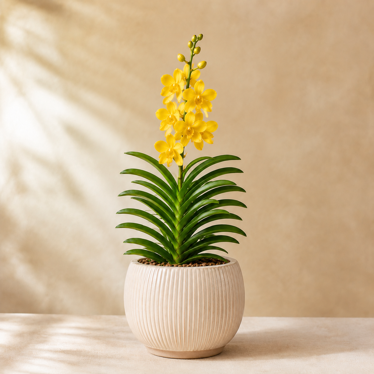 Mokara Orchid Potted | Plant