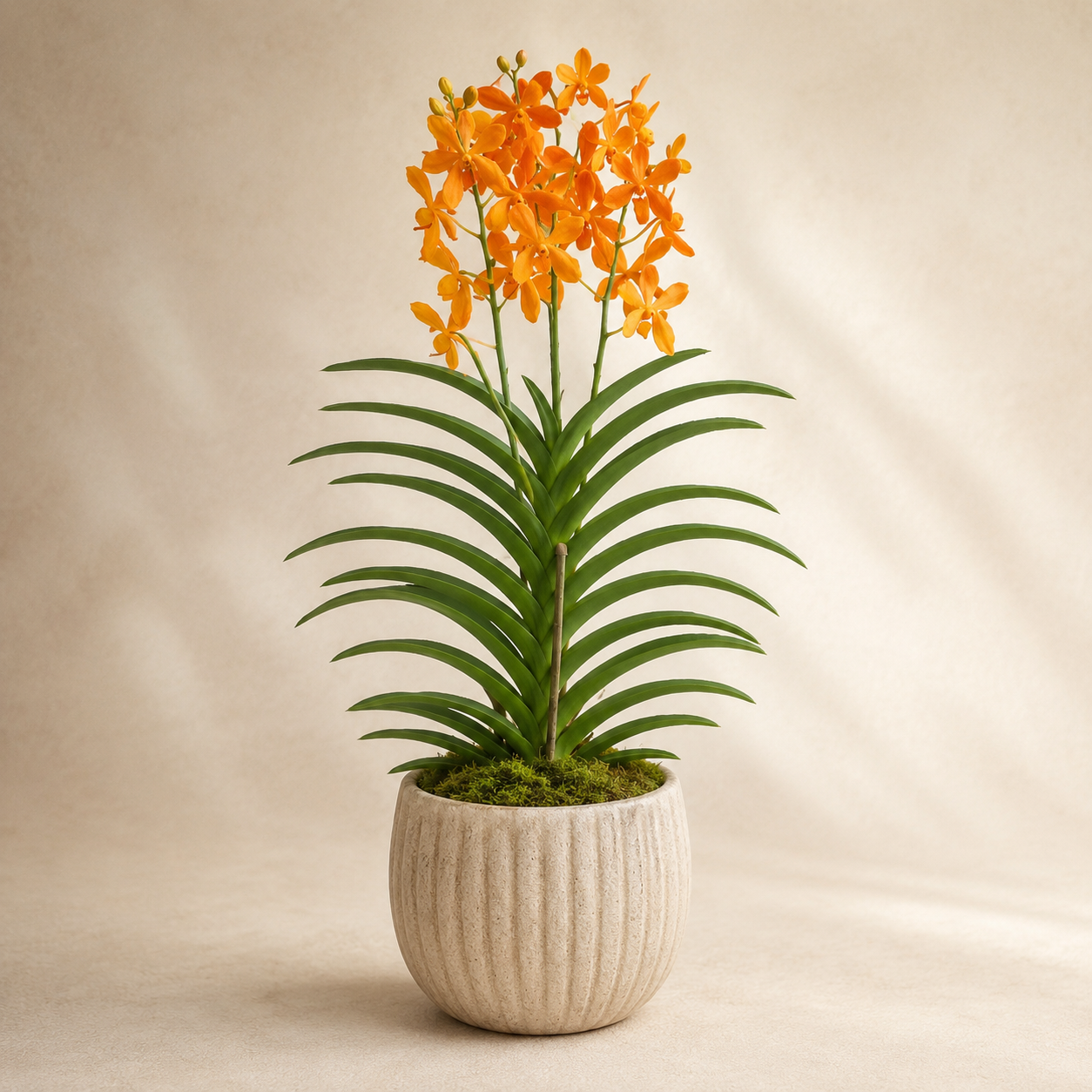 Mokara Orchid Potted | Plant