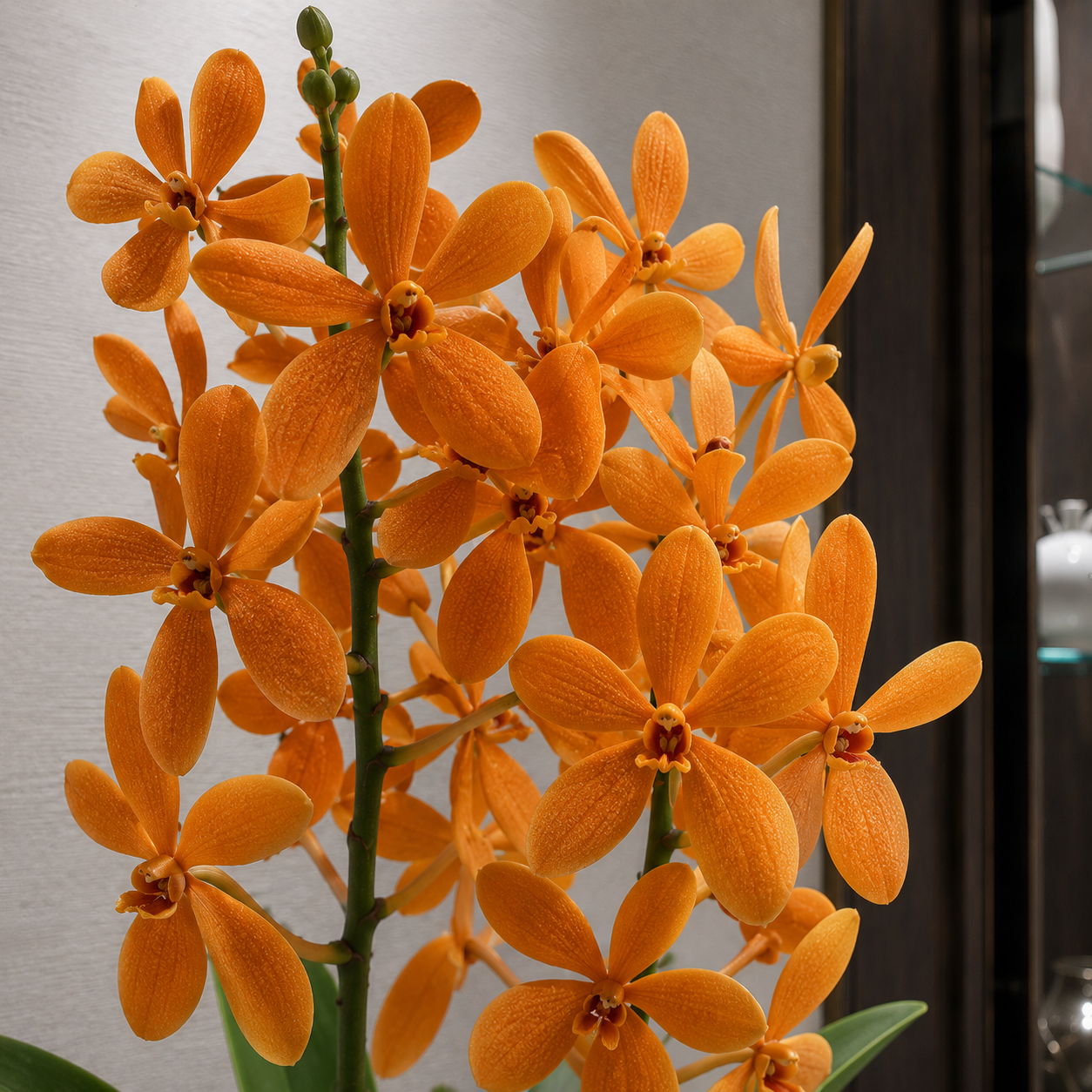 Mokara Orange Orchids | Potted Plant