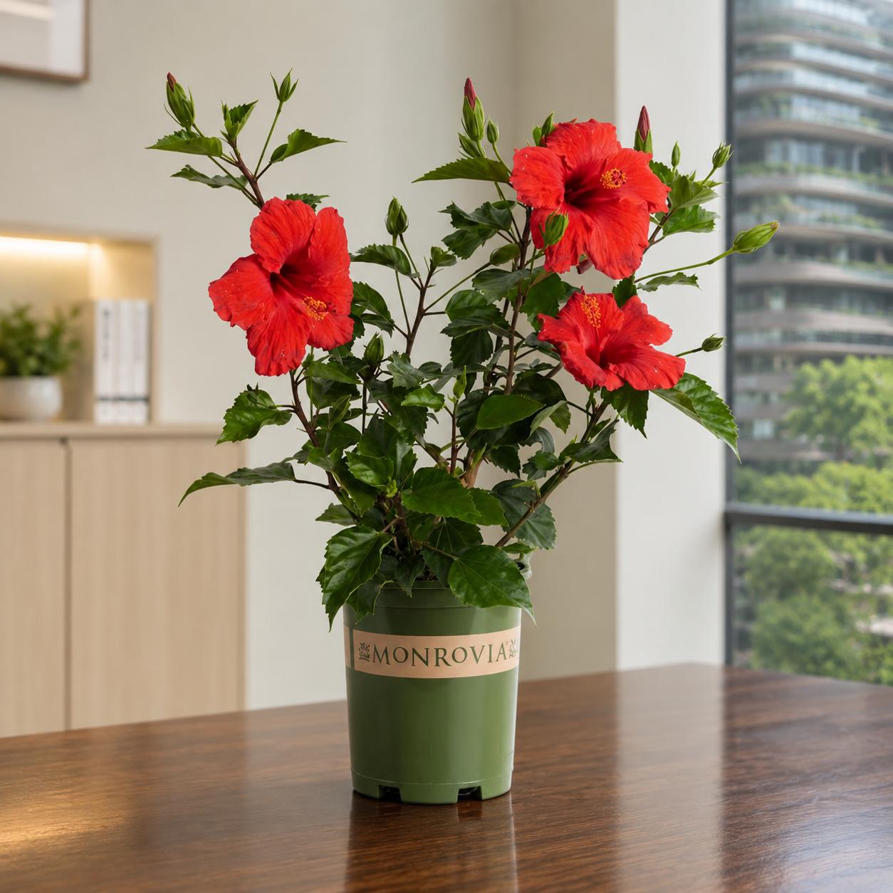 Hibiscus | Office Plant