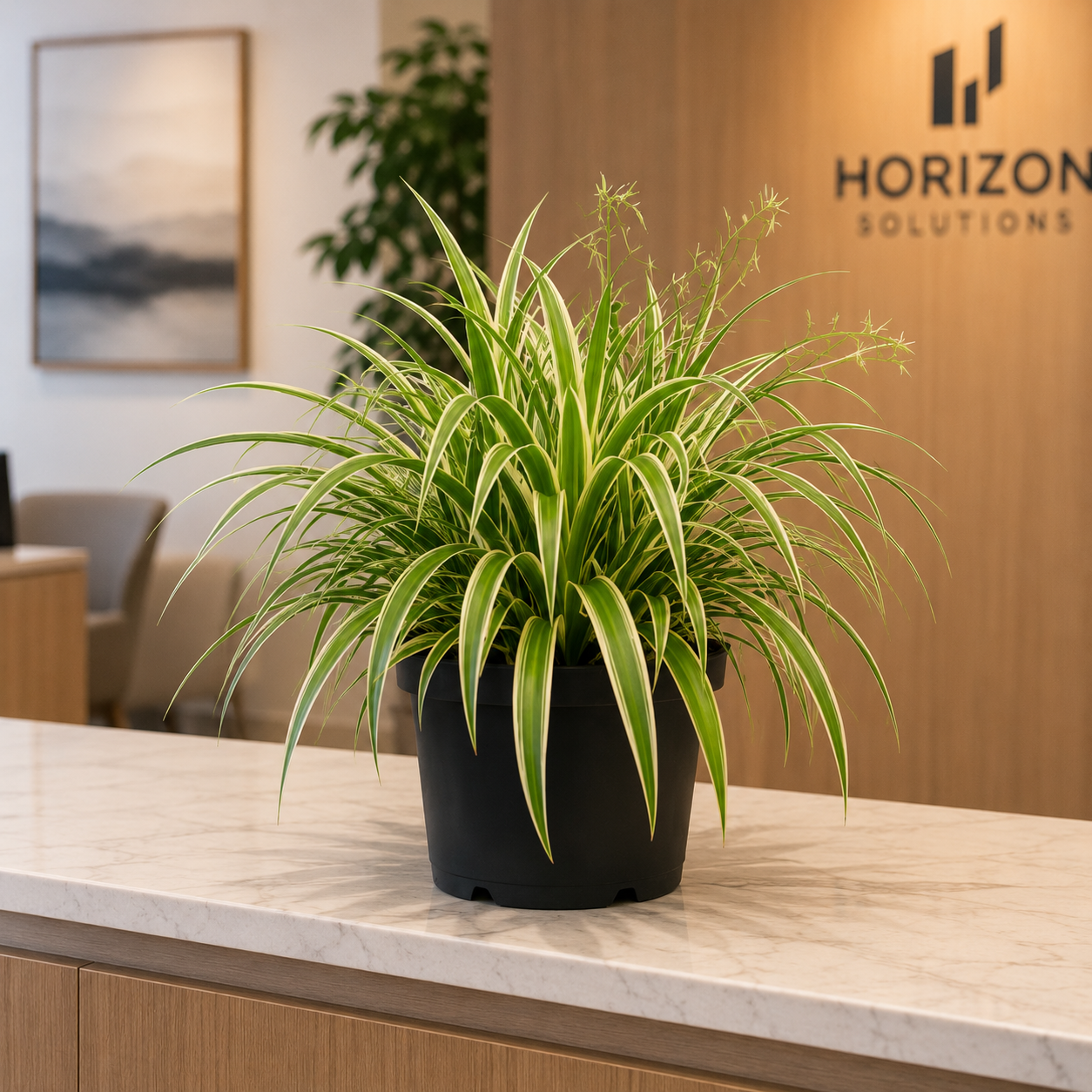 Chlorophytum Bichetii (Spider Plant) | Indoor Plant