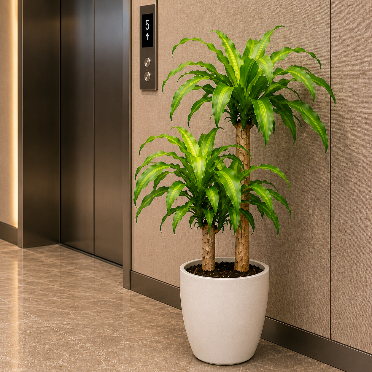 Dracaena Fragrans | Office Plant
