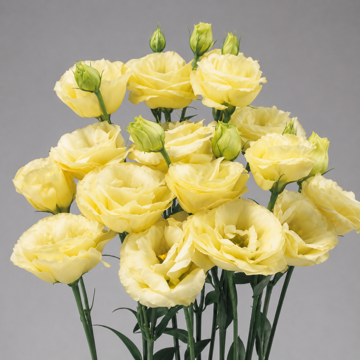 Eustoma | Wholesale Fresh Flowers
