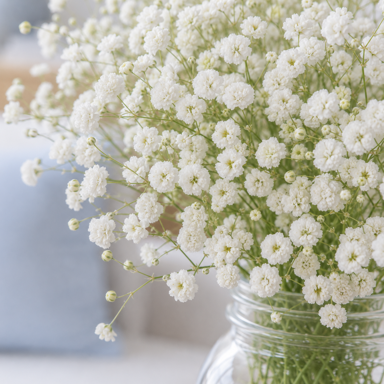Baby's Breath | Wholesale Flowers