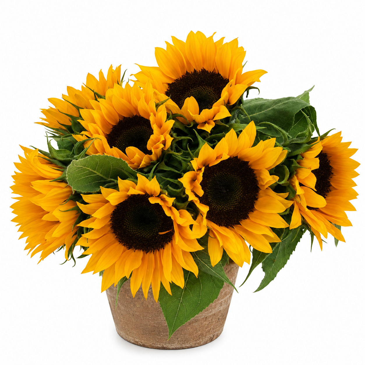 Sunflower | Wholesale Flowers