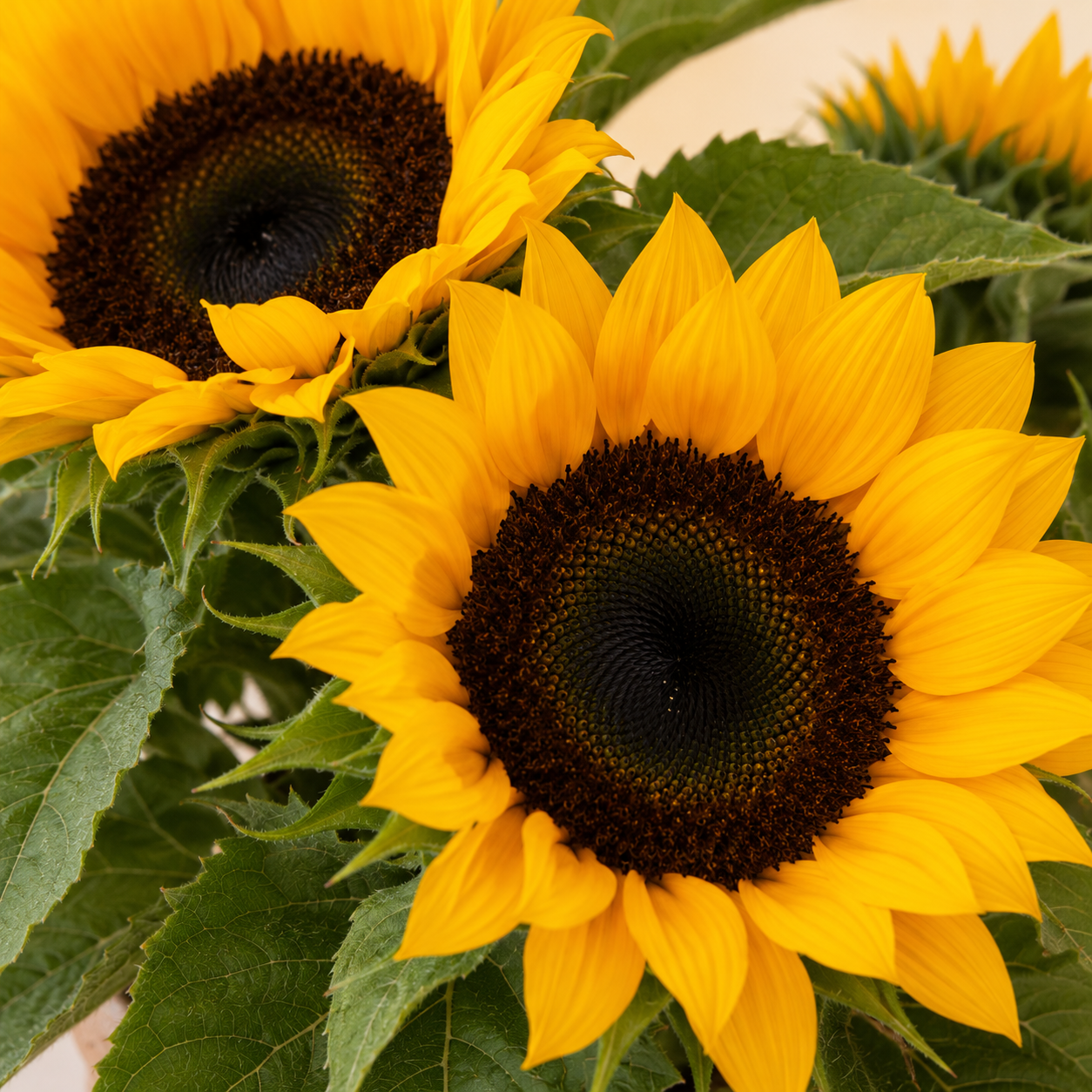Sunflower | Wholesale Flowers