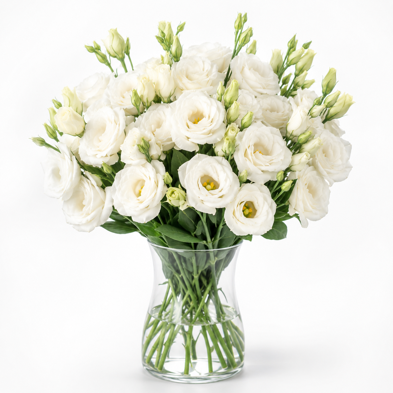 Eustoma | Wholesale Fresh Flowers
