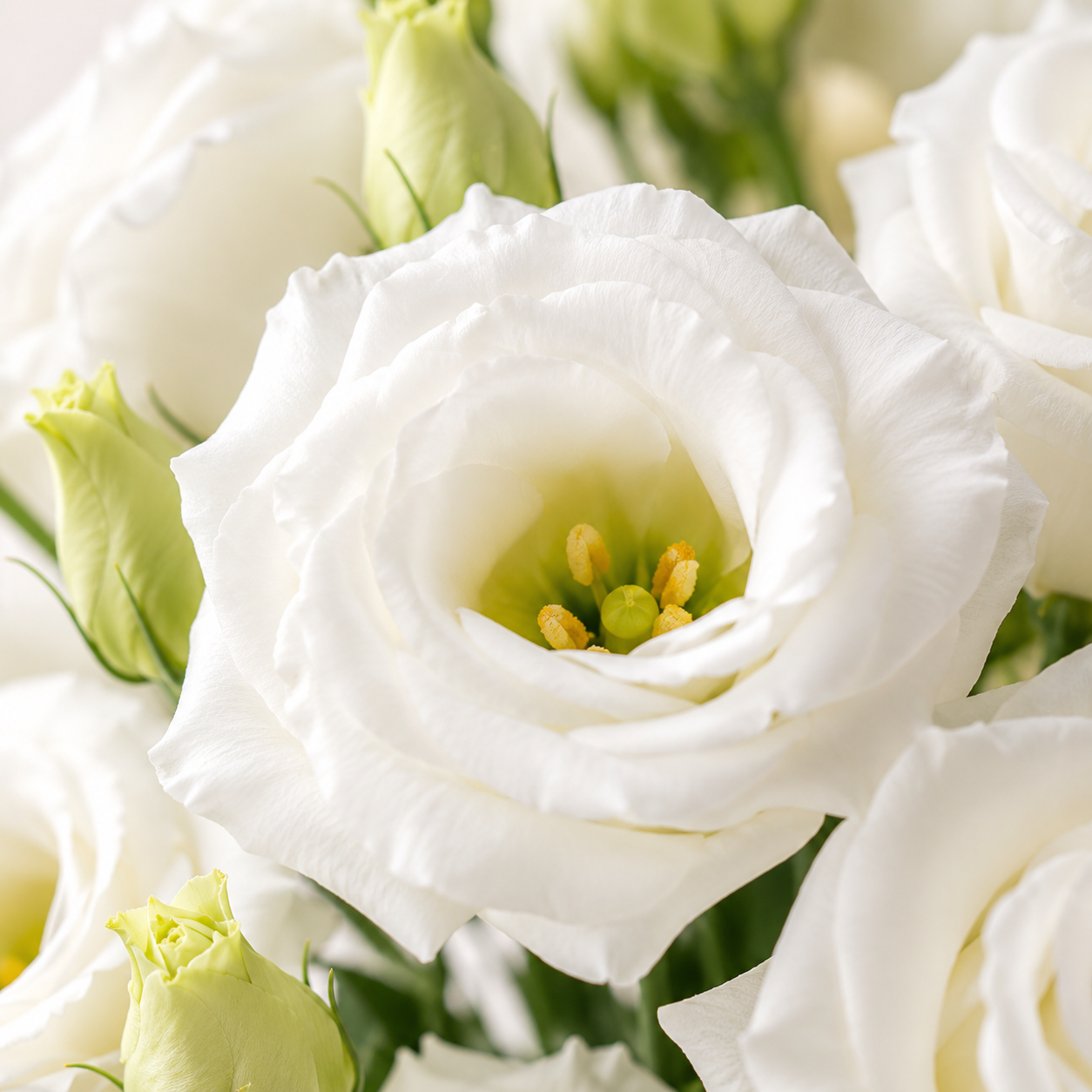 Eustoma | Wholesale Fresh Flowers
